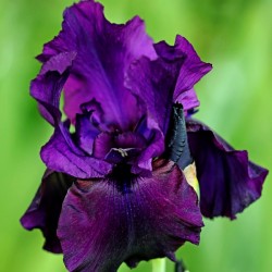 Deep Purple Iris